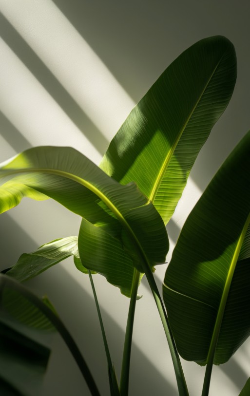 Vibrant green tropical leaves showcase natural texture and glossiness, with dramatic light and shadow accentuating their depth.