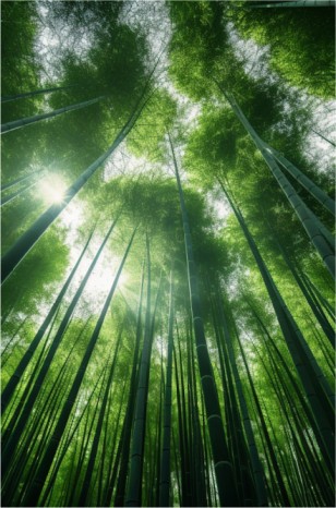 A serene bamboo forest stretches towards the sky, its vibrant green canopy filtering sunlight and casting shadows.