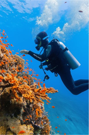A scuba diver explores a vibrant coral reef, surrounded by diverse marine life and colorful sea anemones.