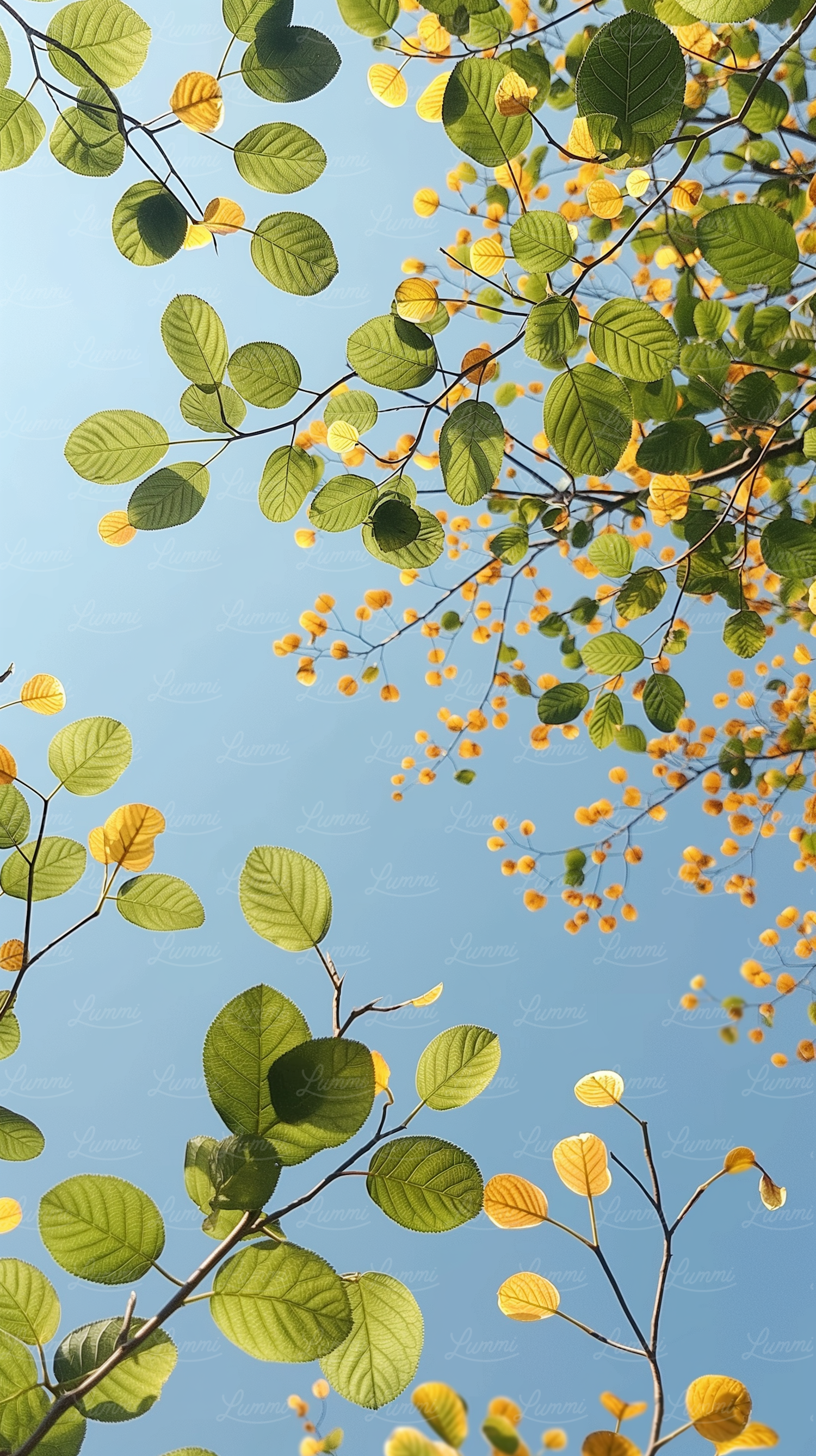 Tranquil Tree Canopy