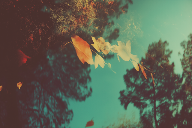 Autumn Leaves on Reflective Surface