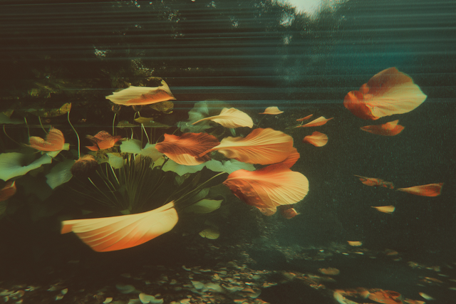 Serene Underwater Scene with Floating Leaves