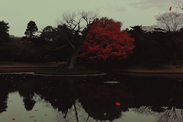 Serene Landscape with Red Foliage