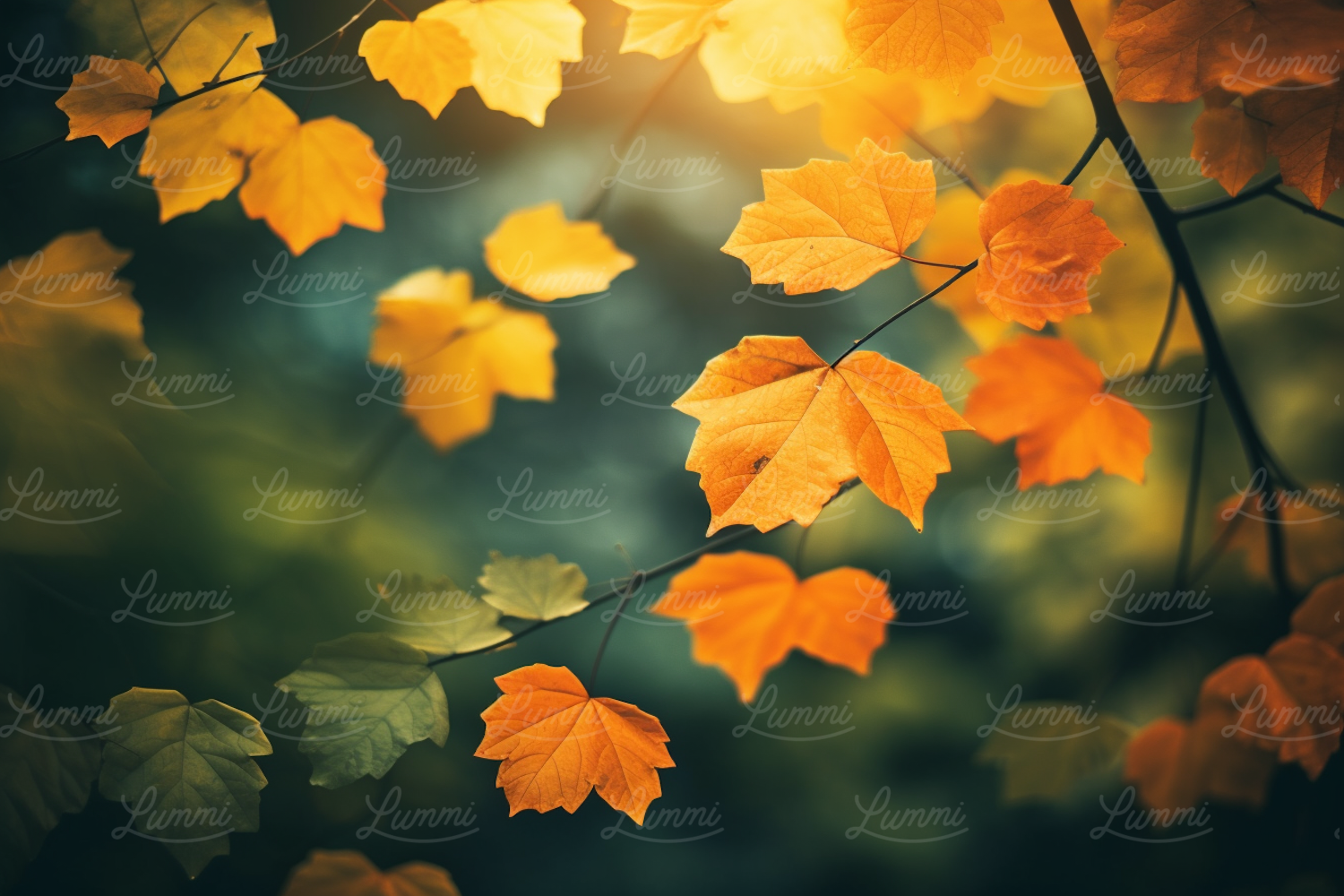 Autumnal Transition: A Portrait of Maple Splendor